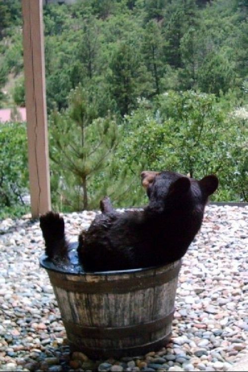 bear in the water barrel