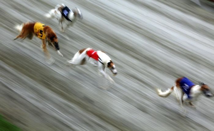 TOPSHOTS-DOG-RACING-HUN-WORLD