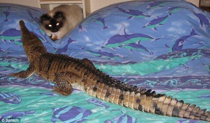 crocodile pet