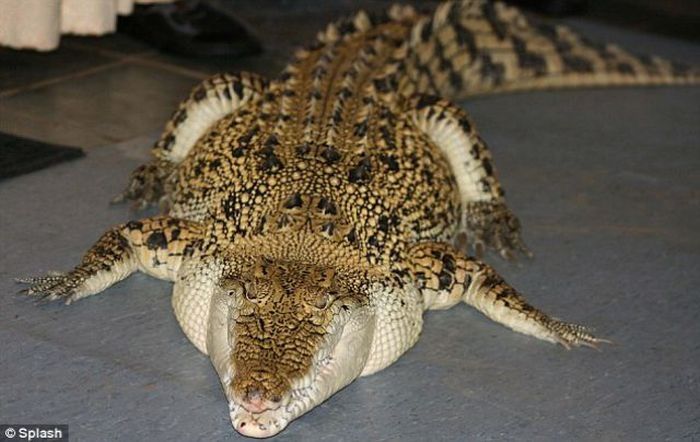 crocodile pet