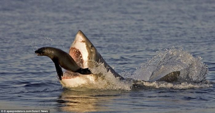 smart seal escapes shark's jaws of death