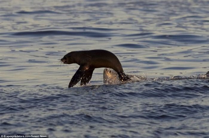 smart seal escapes shark's jaws of death