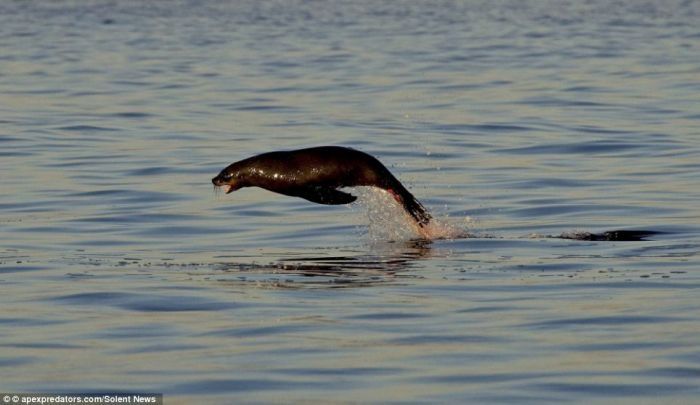 smart seal escapes shark's jaws of death