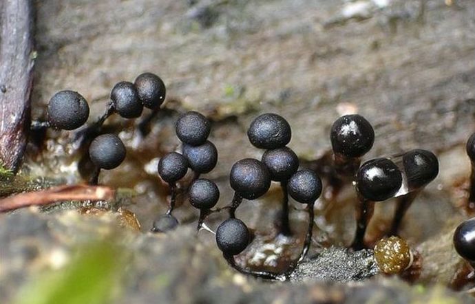 fungi mushroom microorganisms