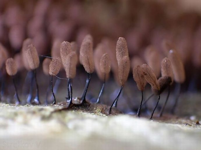 fungi mushroom microorganisms