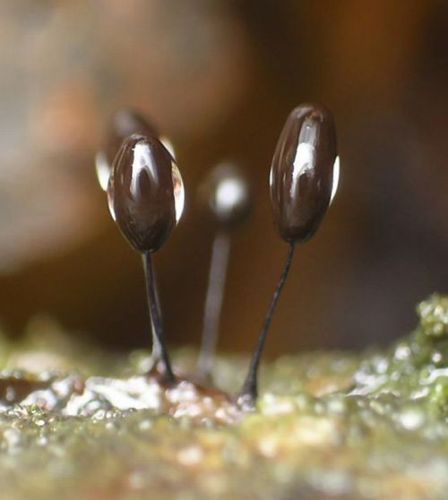 fungi mushroom microorganisms