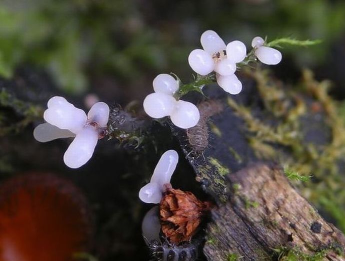 fungi mushroom microorganisms