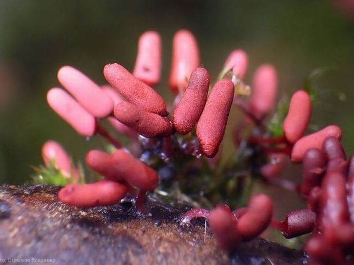 fungi mushroom microorganisms