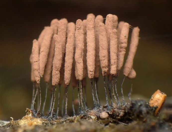 fungi mushroom microorganisms