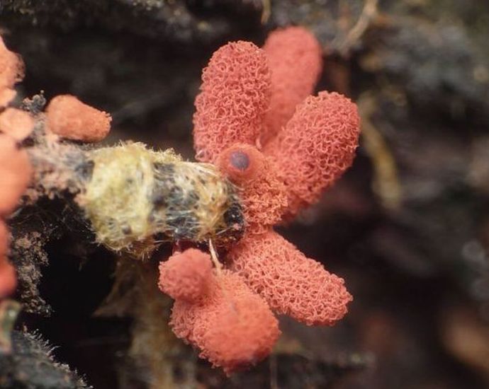 fungi mushroom microorganisms