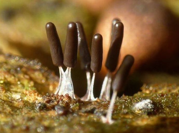 fungi mushroom microorganisms