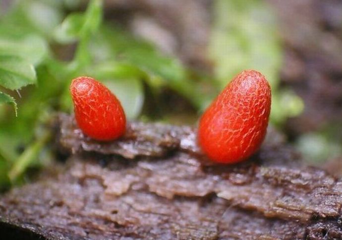 fungi mushroom microorganisms