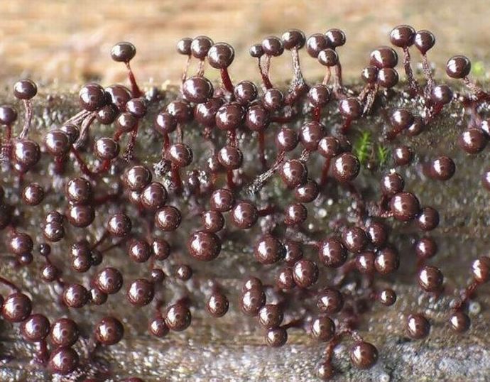 fungi mushroom microorganisms