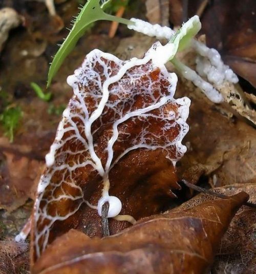 fungi mushroom microorganisms