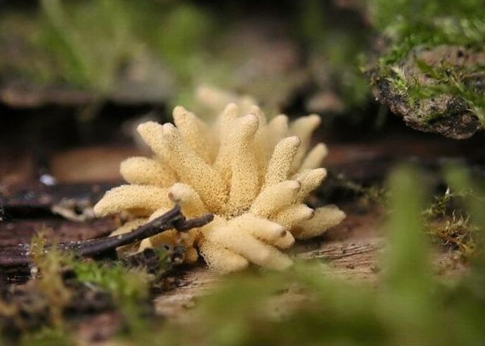 fungi mushroom microorganisms