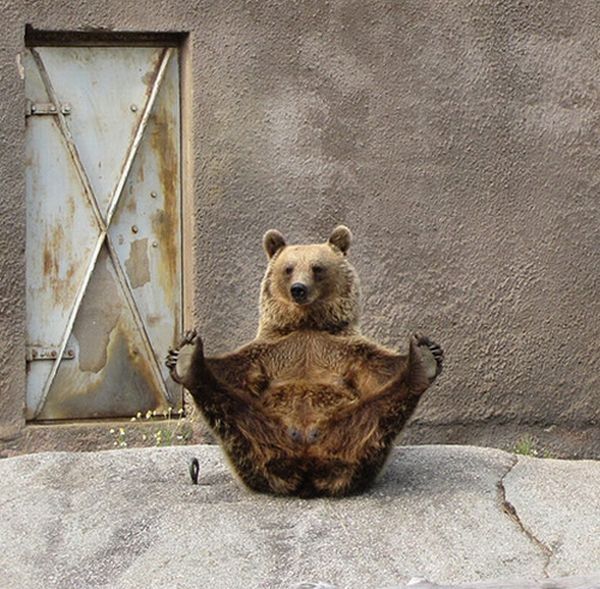 Santra, yoga bear, Ähtäri ZOO, Finland