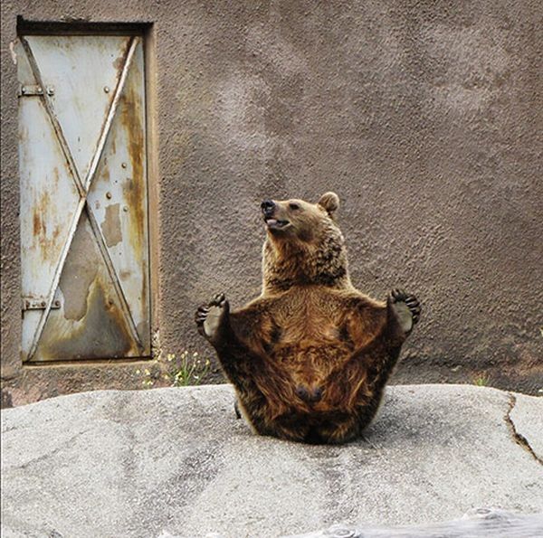 Santra, yoga bear, Ähtäri ZOO, Finland