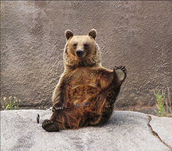 Santra, yoga bear, Ähtäri ZOO, Finland