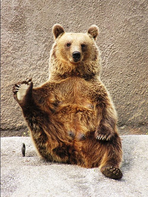 Santra, yoga bear, Ähtäri ZOO, Finland