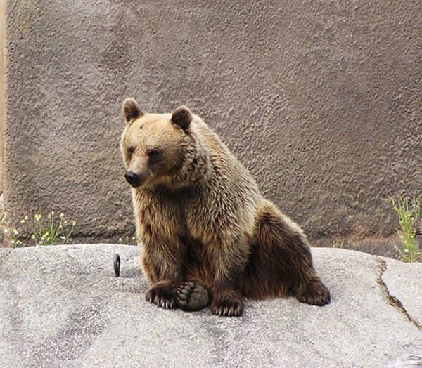 Santra, yoga bear, Ähtäri ZOO, Finland