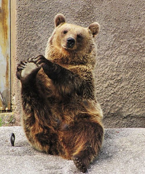 Santra, yoga bear, Ähtäri ZOO, Finland