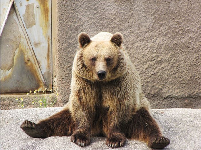 Santra, yoga bear, Ähtäri ZOO, Finland