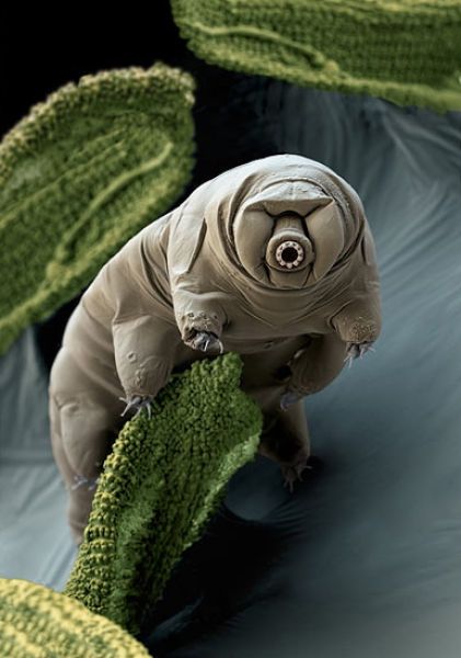 Tardigrades