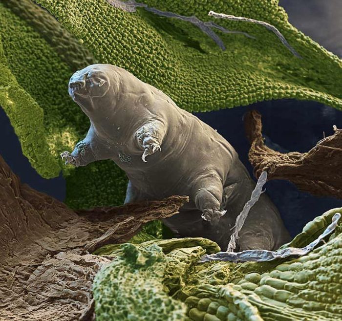 Tardigrades