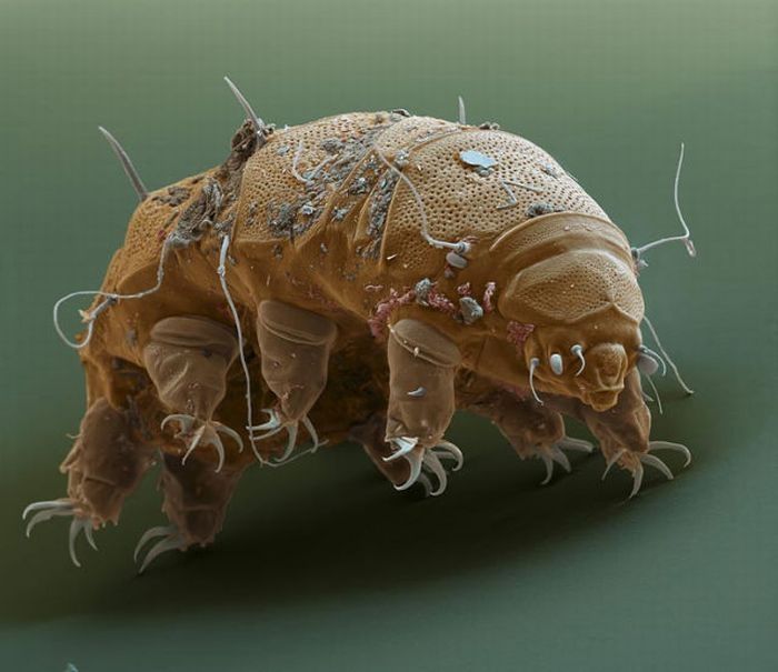 Tardigrades