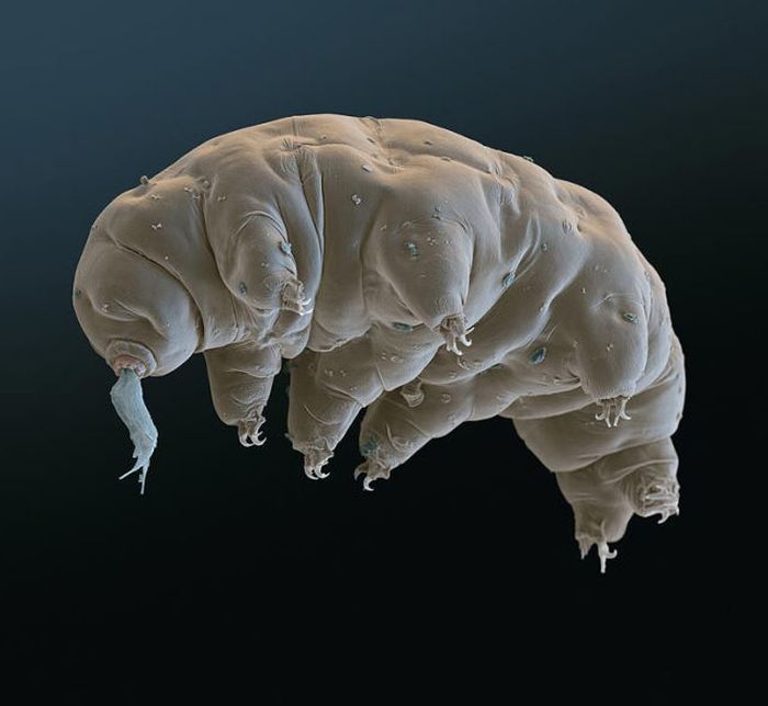 Tardigrades