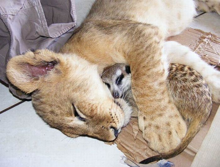 lion cub and the meerkat