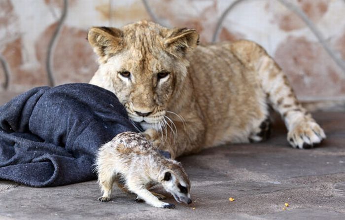 lion cub and the meerkat
