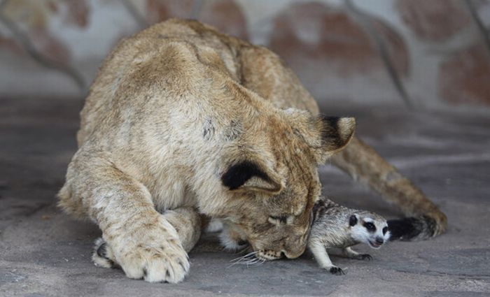 lion cub and the meerkat