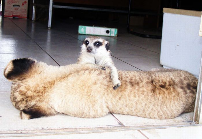 lion cub and the meerkat