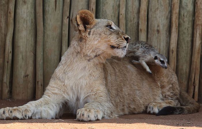 lion cub and the meerkat