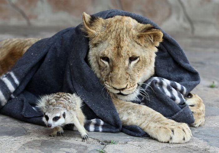 lion cub and the meerkat