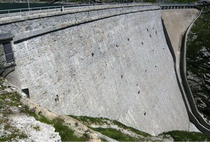 ibex on the dam