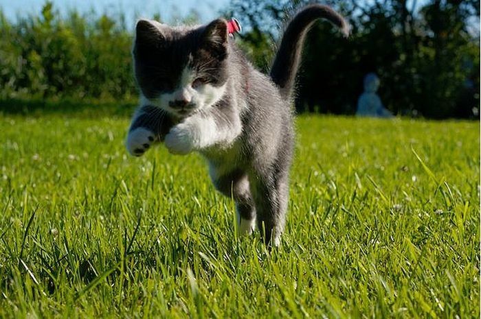 blind kitty jack