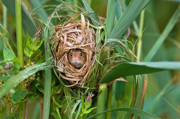 harvest mouse