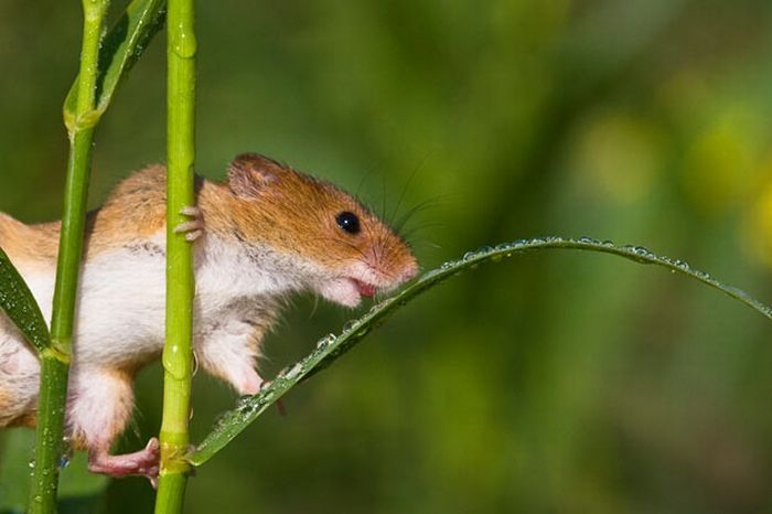 harvest mouse