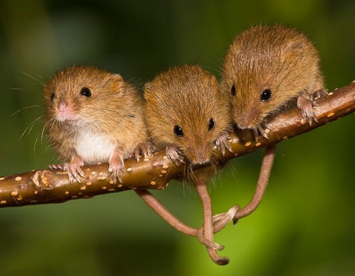 harvest mouse