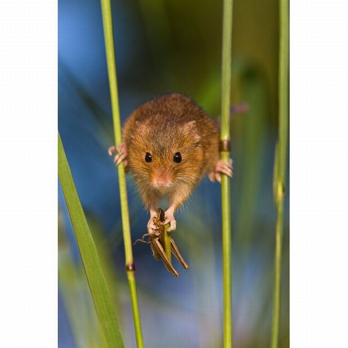 harvest mouse