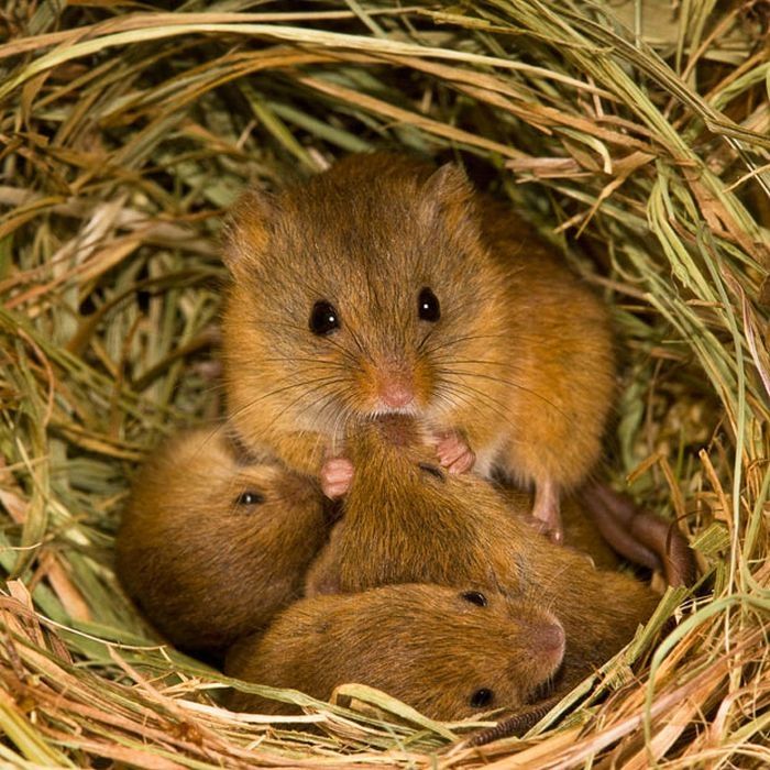 harvest mouse