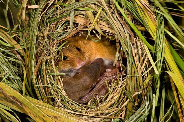 harvest mouse