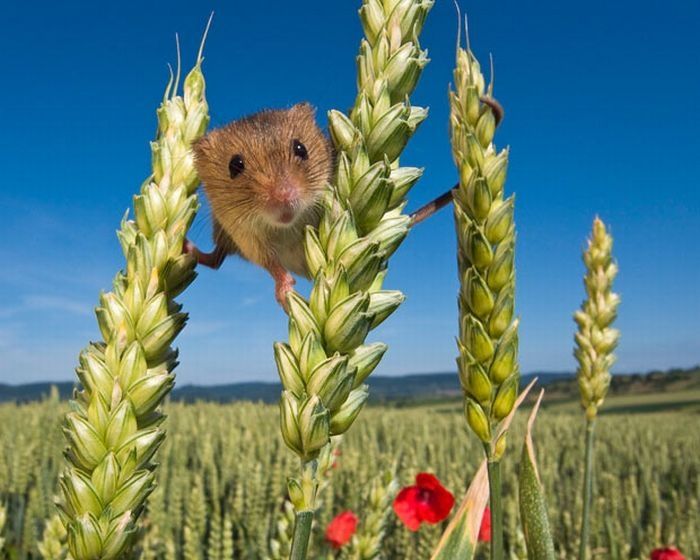 harvest mouse