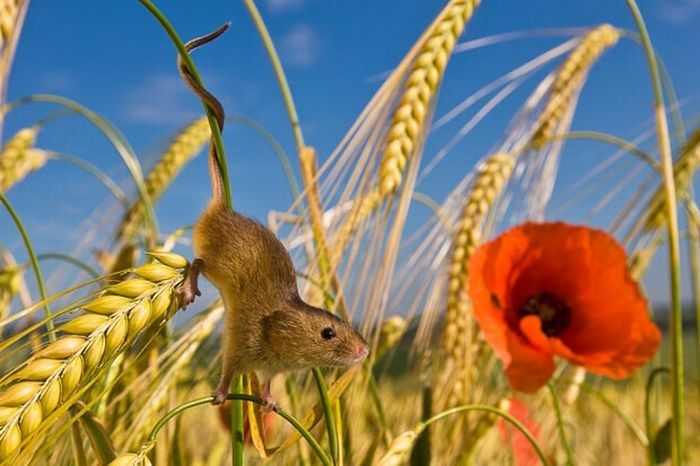 harvest mouse