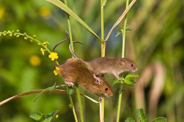 harvest mouse