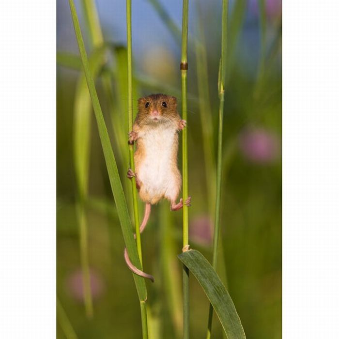 harvest mouse