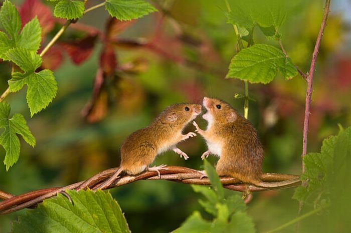 harvest mouse