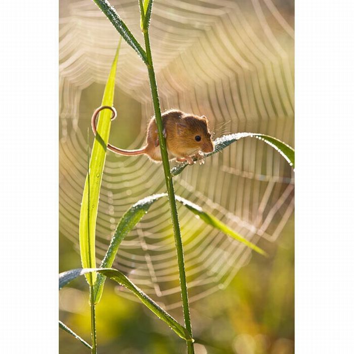 harvest mouse